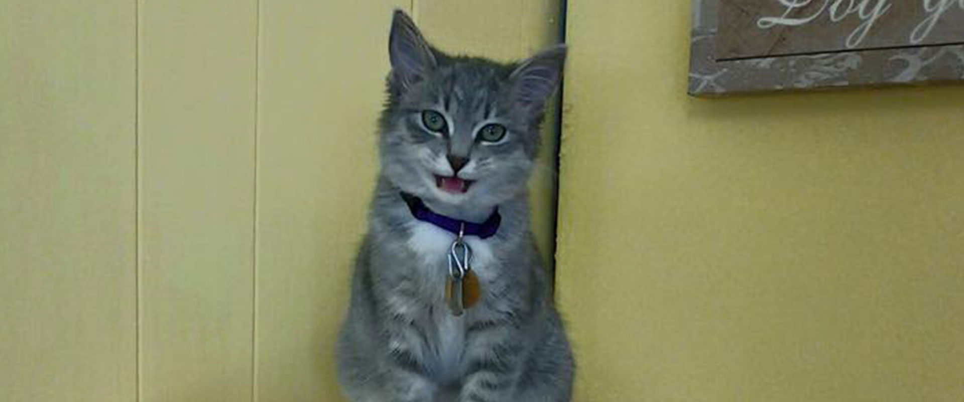 All Breed Evansville, IN