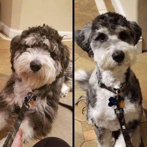 schnoodle grooming cuts