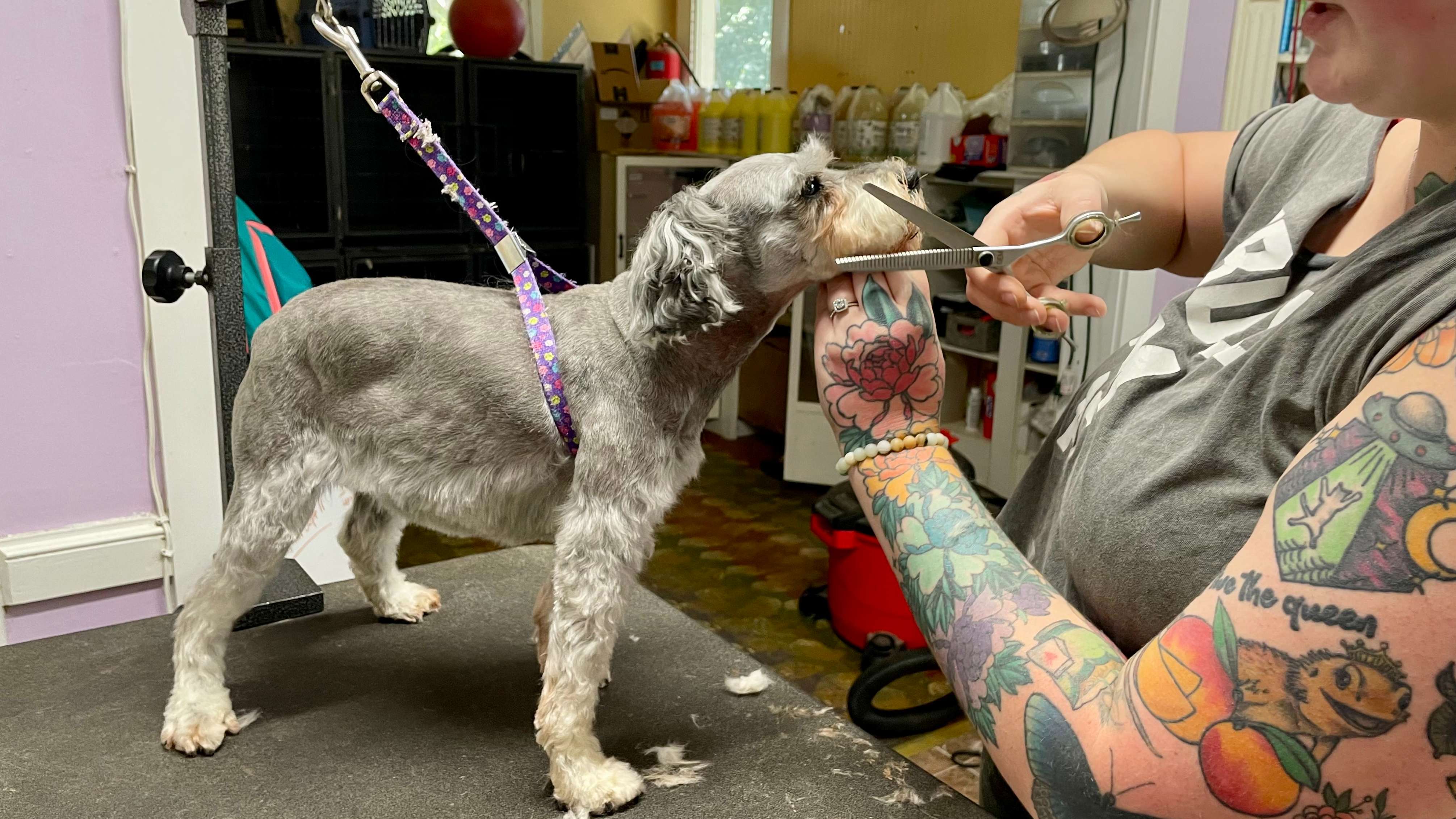 Pet Boarding Reasonable Dog Grooming Near Me Country Pup Kennel